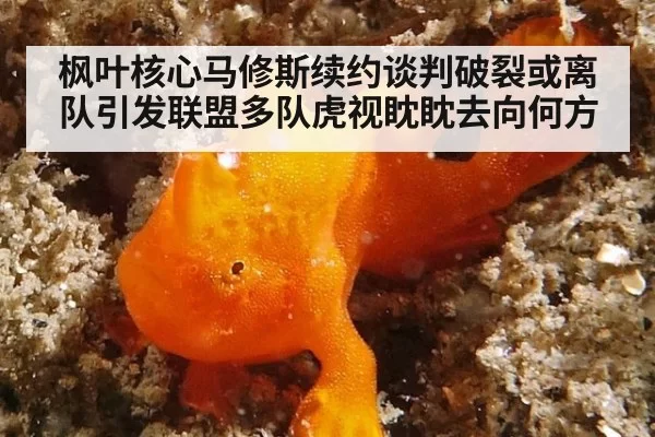 枫叶核心马修斯续约谈判破裂或离队引发联盟多队虎视眈眈去向何方